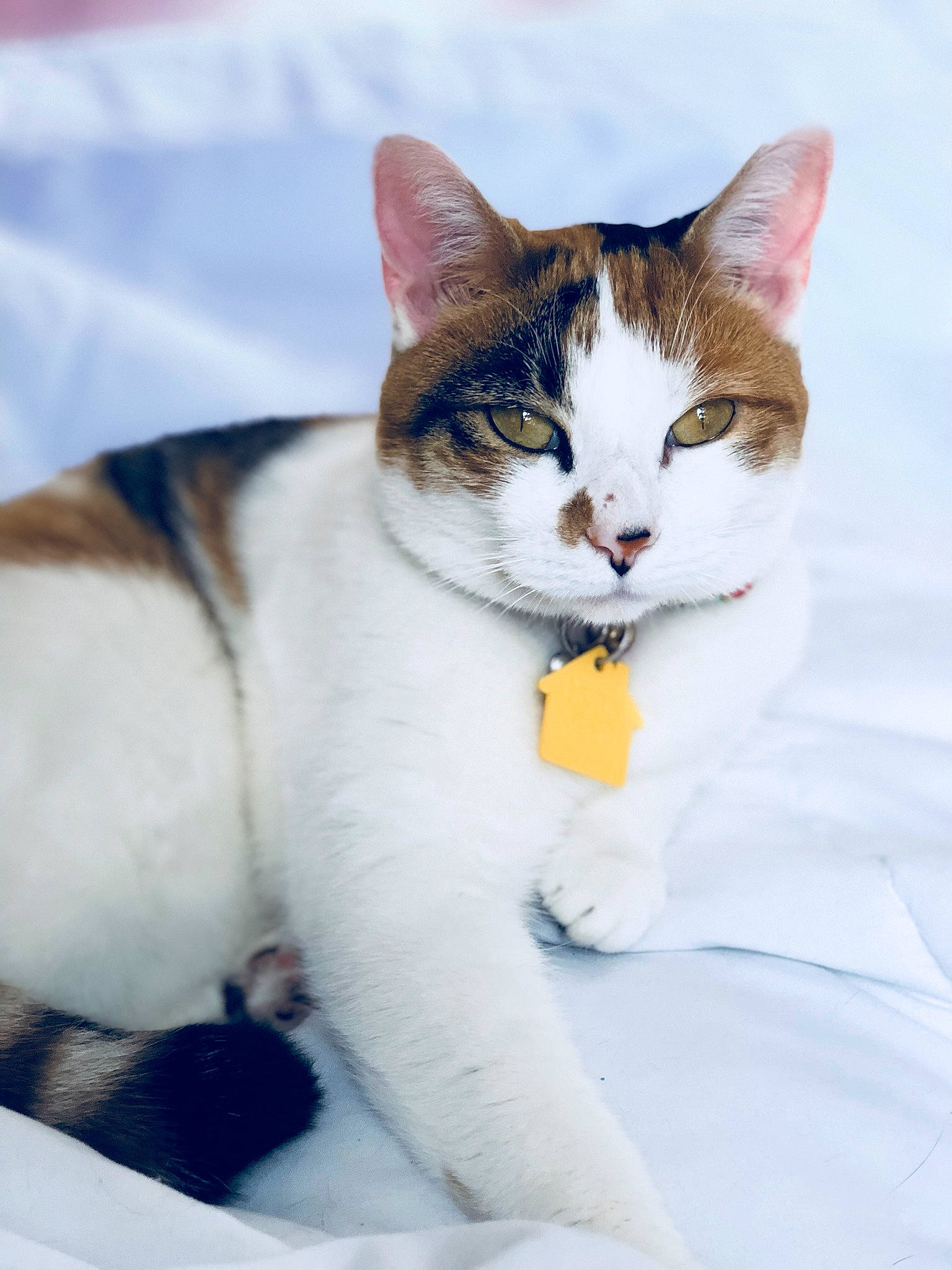 Amelia is registered to the contest to win money with this photo: carnivore, cat, domestic_short_haired_cat, fawn, felidae, fur, paw, small_to_medium_sized_cats, snout, tail, terrestrial_animal, toe, vertebrate, whiskers