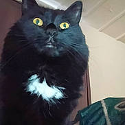 Copper joined the competition — help win amazing prizes! animal, black_cat, blanket, cat, ceiling, close_up, clothing, curious, domestic_cat, fur, furniture, home, indoor, jacket, mammal, person_partial, pet, portrait, white_patch, wide_eyes