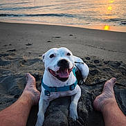 Volt participe au concours pour gagner de l'argent avec cette photo : animal, barefoot, beach, dog, happy, harness, leash, nature, ocean, outdoor, person, pet, relaxation, sand, sky, smiling, sun, sunset, vacation, water
