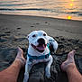 animal, barefoot, beach, dog, happy, harness, leash, nature, ocean, outdoor, person, pet, relaxation, sand, sky, smiling, sun, sunset, vacation, water