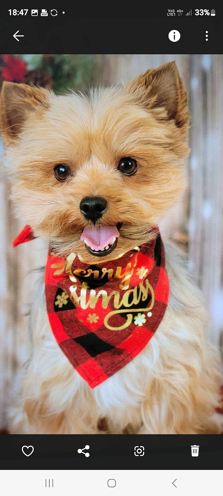 Naïa participe au concours pour gagner de l'argent avec cette photo : accessories, animal, bandana, canine, collar, computerhardware, dog, electronics, formalwear, hardware, headband, monitor, pet, puppy, screen, strap, terrier, text, tie, whitedog