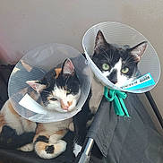 Coquille Dragibus a rejoint le concours — aidez-le/la à gagner de superbes lots ! cat, cats, cone, protective_collar, calico_cat, black_and_white_cat, pet, animal, indoor, resting, feline, ears, whiskers, green_eyes, curled_paws, fabric, helmet, pink, black, wall