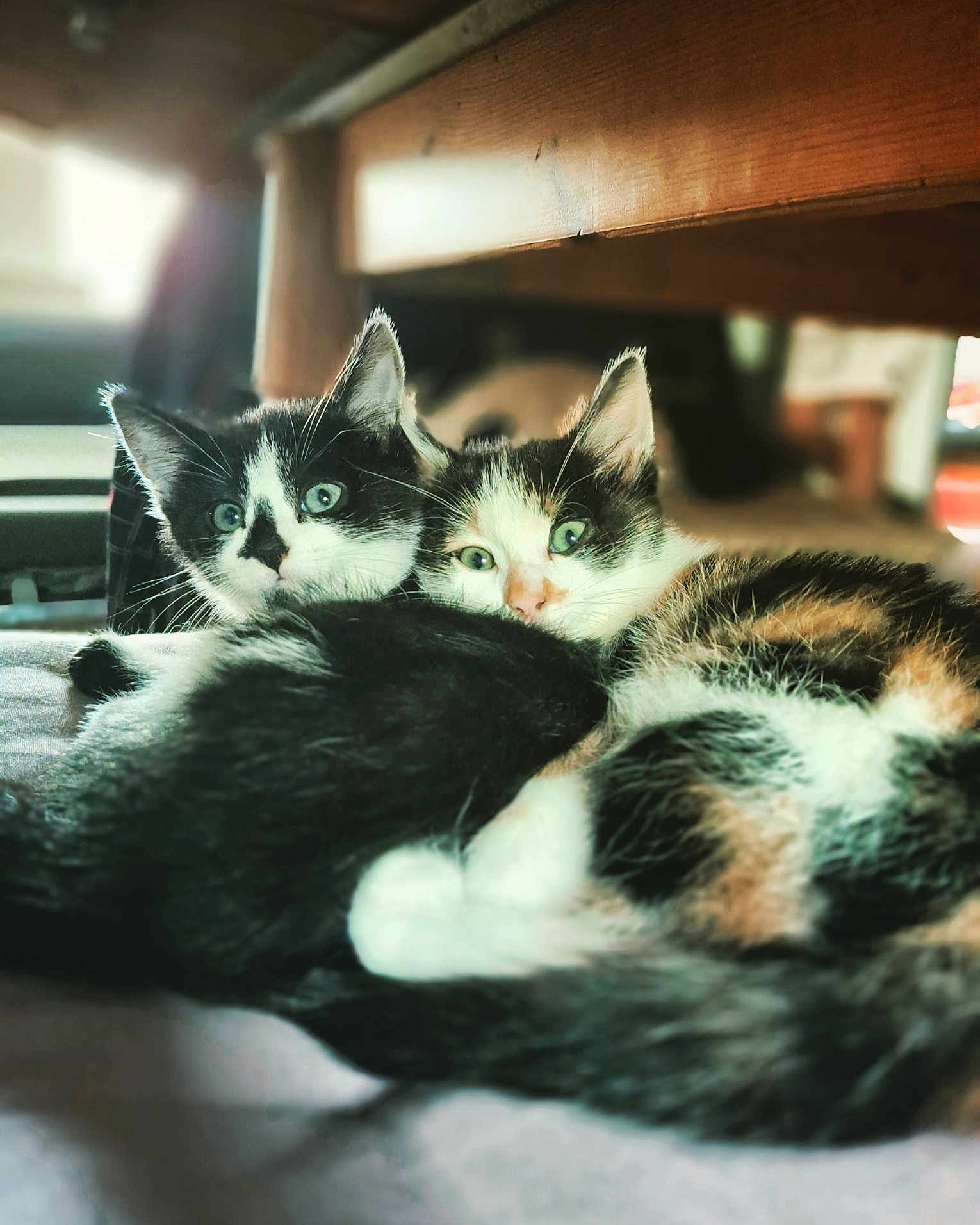 Coquille Dragibus participe au concours pour gagner de l'argent avec cette photo : kitten, cat, pets, animal, snuggling, fur, eyes, indoor, cozy, wooden_table, blurred_background, cute, whiskers, closeup, two_cats, resting, domestic_animal, young_cat, companions, soft_light