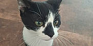 Coquille Dragibus a rejoint le concours — aidez-le/la à gagner de superbes lots ! cat, black_and_white, pet, animal, whiskers, floor, indoor, curious, green_eyes, feline, standing, close_up, domestic_cat, mammal, portrait, cute, small, short_hair, looking, alone
