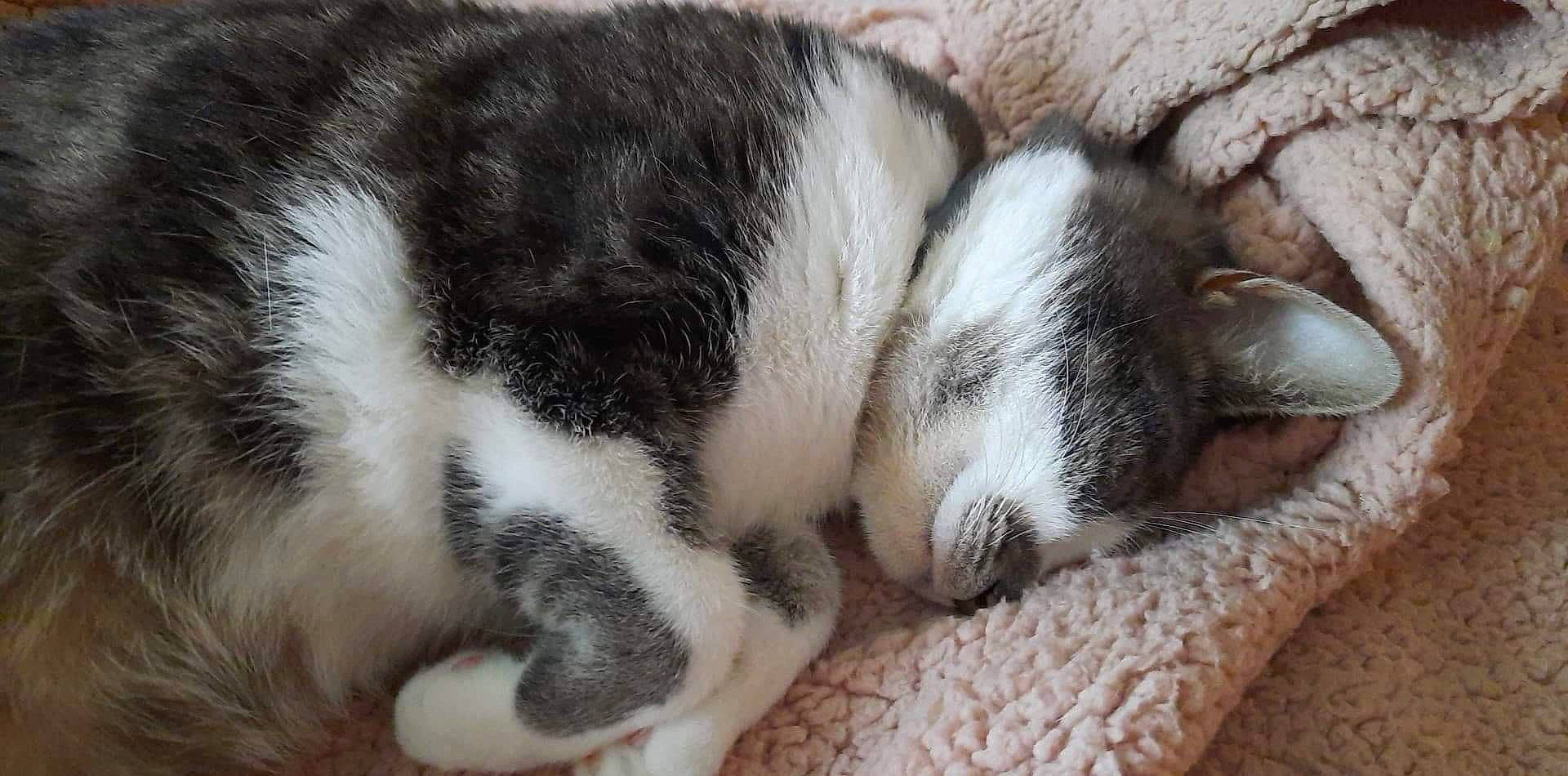 Louna a rejoint le concours — aidez-le/la à gagner de superbes lots ! canidae, carnivore, cat, claw, dog, dog_breed, felidae, fur, kitten, mammal, nap, paw, polydactyl_cat, puppy, sleep, small_to_medium_sized_cats, snout, tail, whiskers