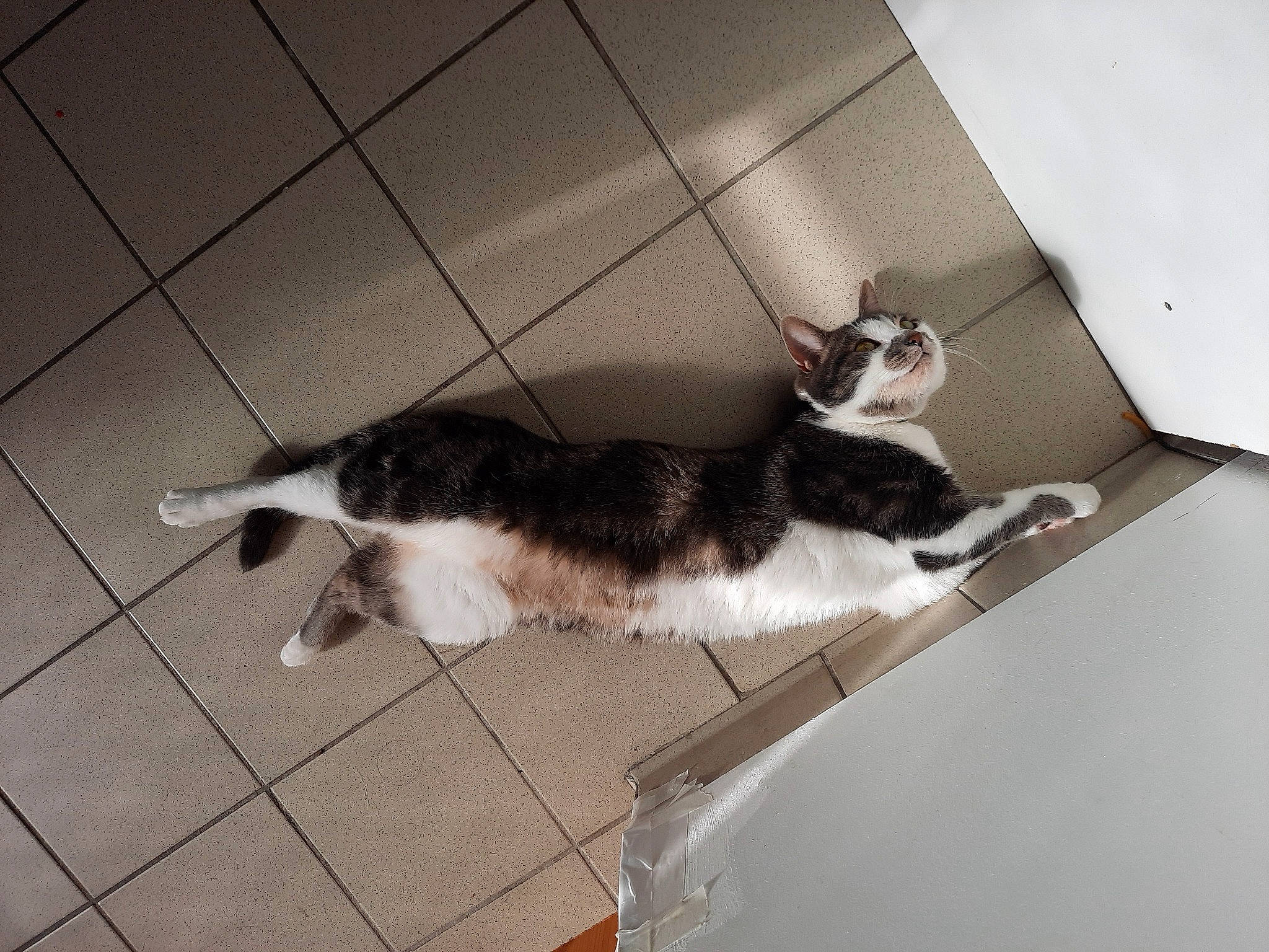 Louna participe au concours pour gagner de l'argent avec cette photo : aegean_cat, black_and_white, carnivore, cat, domestic_short_haired_cat, european_shorthair, felidae, floor, flooring, fur, kitten, polydactyl_cat, small_to_medium_sized_cats, square, tail, tile, whiskers