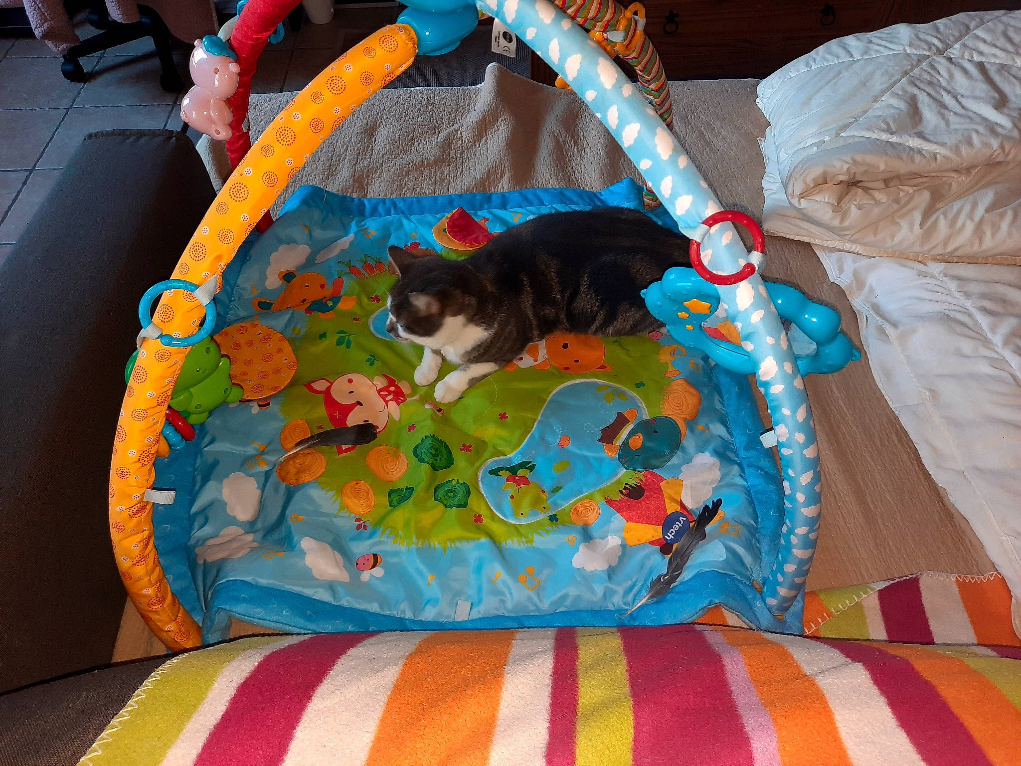 Louna participe au concours pour gagner de l'argent avec cette photo : baby_toys, canidae, carnivore, cat, cat_bed, felidae, kitten, linens, play, small_to_medium_sized_cats, tail, textile, toy