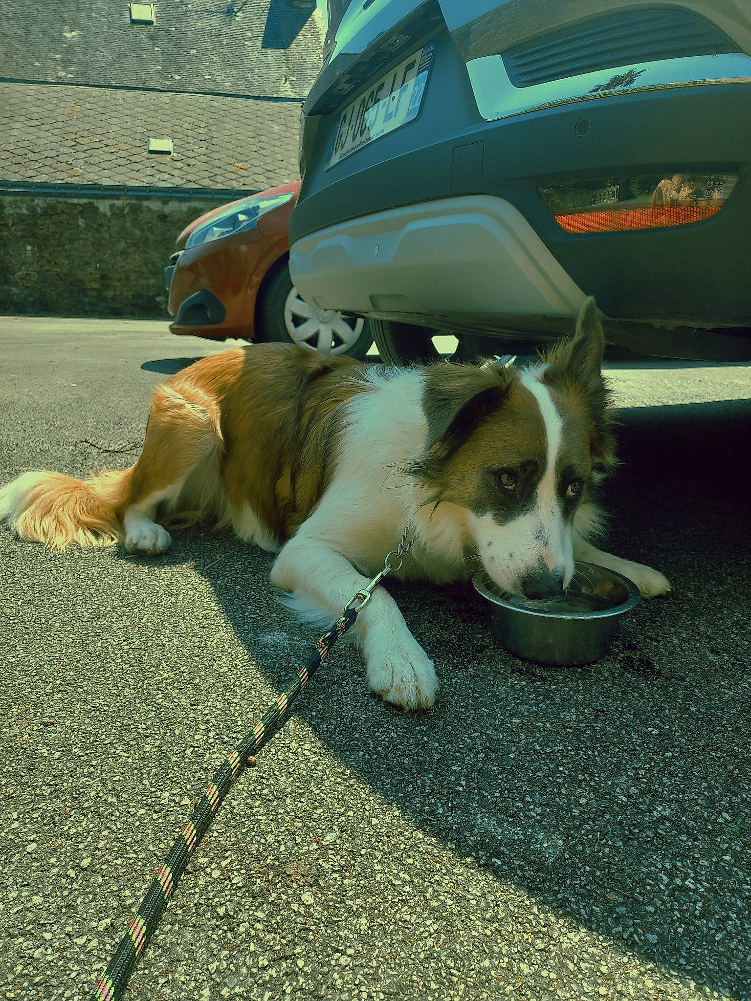 Soka participe au concours pour gagner de l'argent avec cette photo : asphalt, automotive_exterior, canidae, carnivore, collar, companion_dog, dog, dog_breed, fashion_accessory, fawn, grass, hat, hood, leash, road_surface, snout, sporting_group, tail, vehicle, vehicle_door