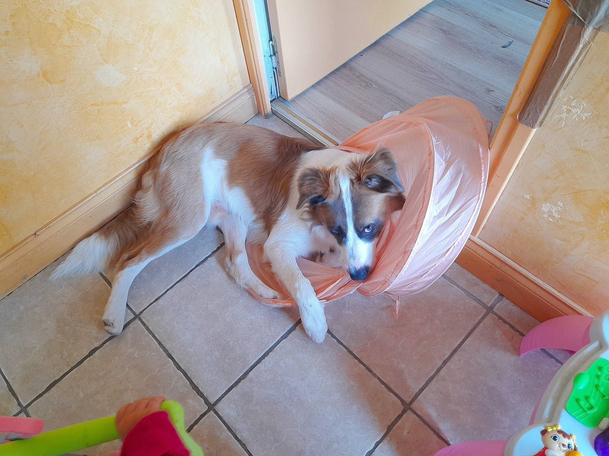 Soka participe au concours pour gagner de l'argent avec cette photo : canidae, carnivore, companion_dog, dog, dog_breed, dog_supply, fawn, floor, flooring, hardwood, herding_dog, hound, paw, sporting_group, tail, wood