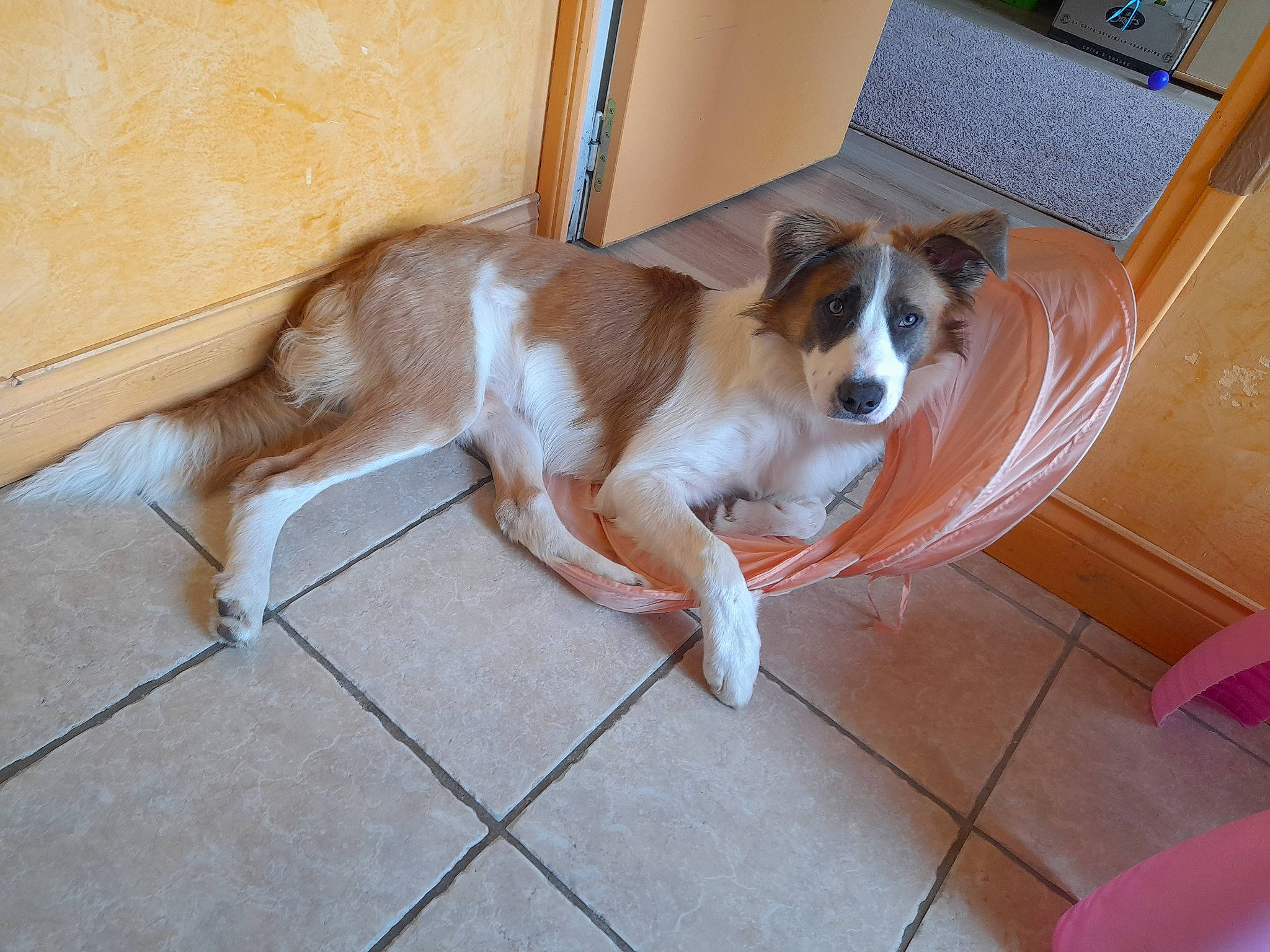 Soka a rejoint le concours — aidez-le/la à gagner de superbes lots ! brittany, canidae, carnivore, comfort, companion_dog, dog, dog_breed, fawn, floor, flooring, hardwood, paw, room, sporting_group, tail, wood, wood_flooring, working_dog