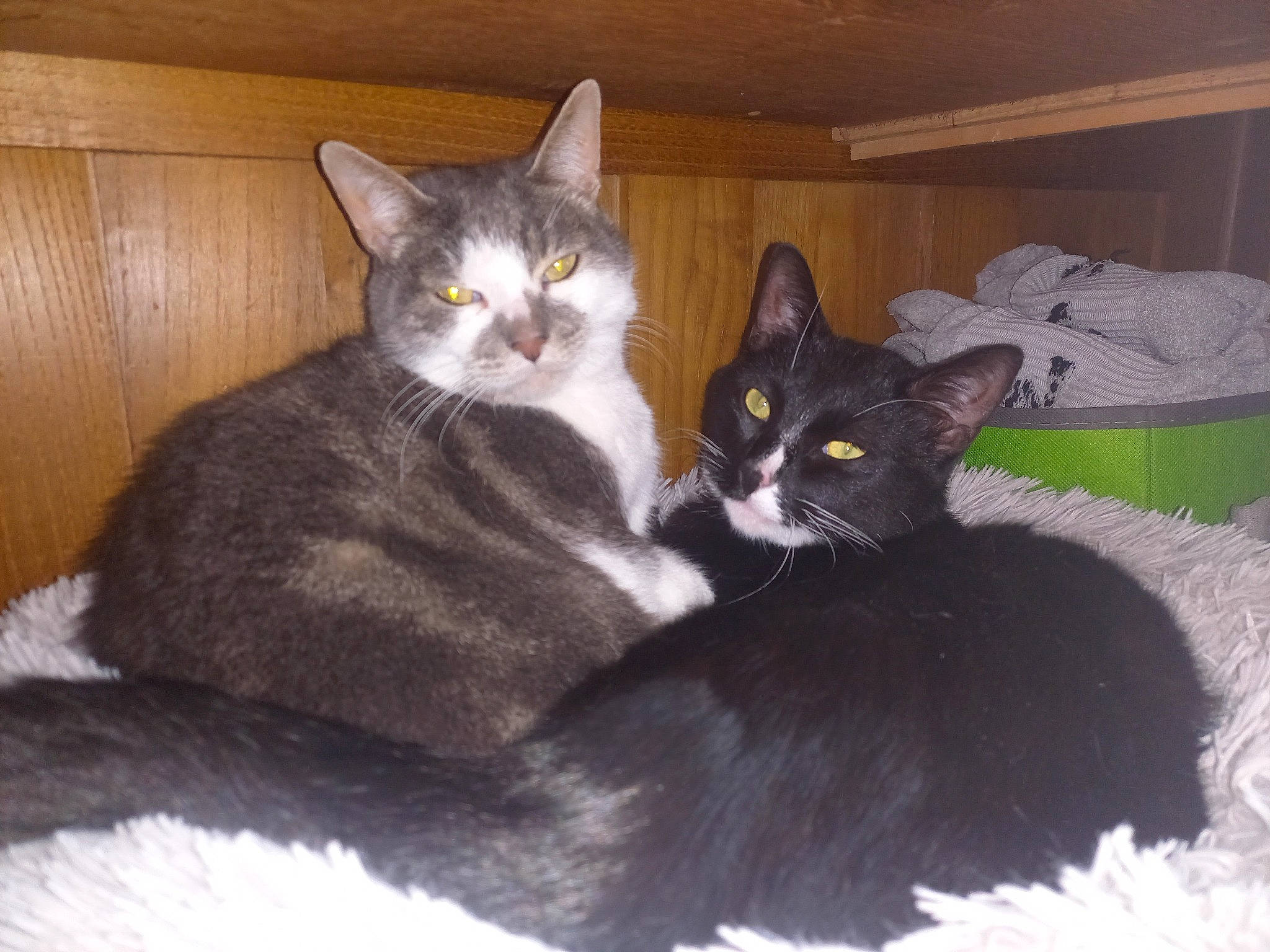 Chaussette a rejoint le concours — aidez-le/la à gagner de superbes lots ! bed, box, carnivore, cat, cat_bed, cat_furniture, cat_supply, comfort, couch, domestic_short_haired_cat, felidae, fur, grey, paw, sitting, small_to_medium_sized_cats, tail, whiskers, wood