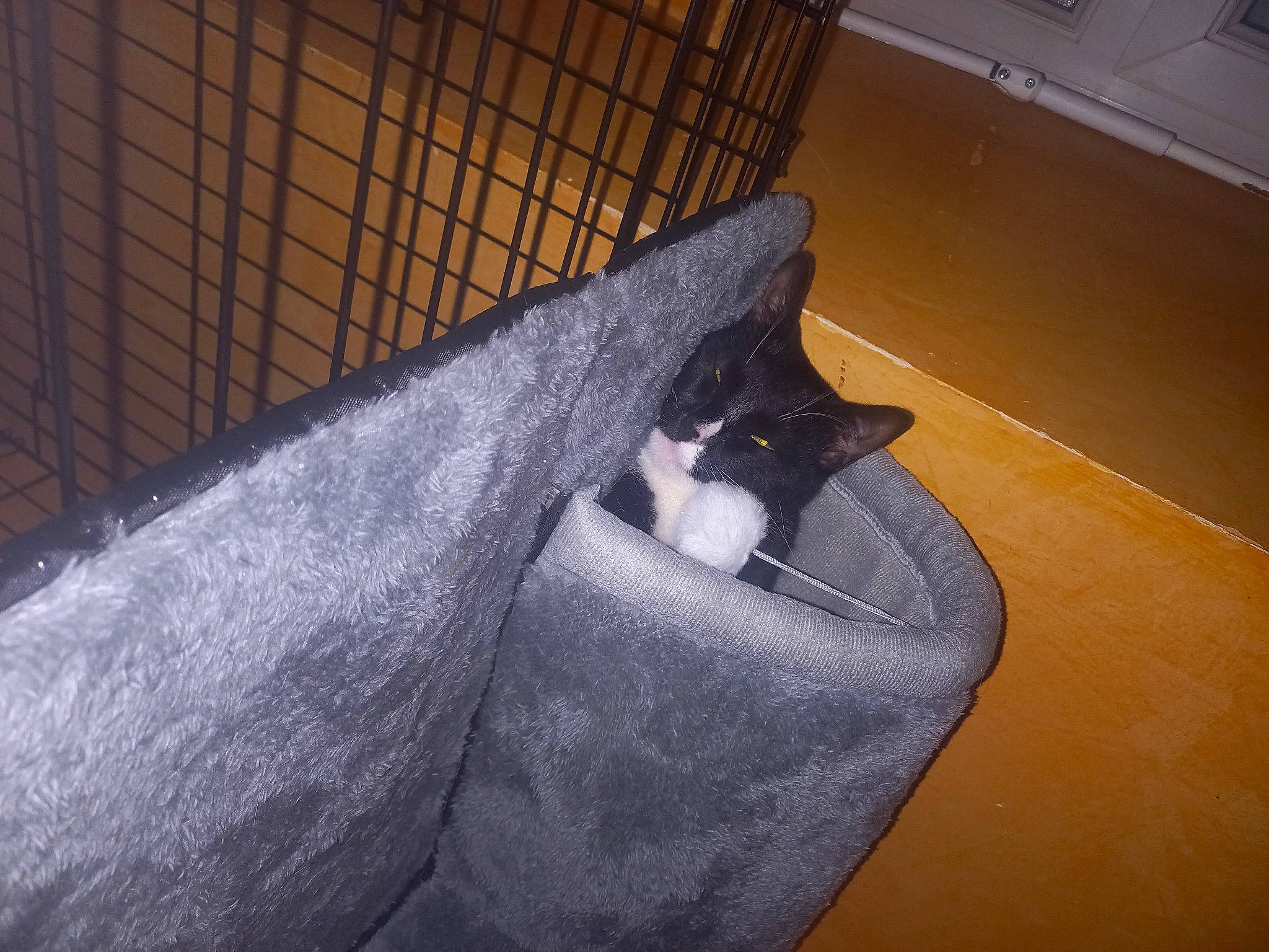 Chaussette a rejoint le concours — aidez-le/la à gagner de superbes lots ! black_cat, carnivore, cat, cat_supply, comfort, couch, domestic_short_haired_cat, electric_blue, felidae, floor, flooring, fur, hardwood, room, shadow, small_to_medium_sized_cats, tail, tints_and_shades, whiskers, wood