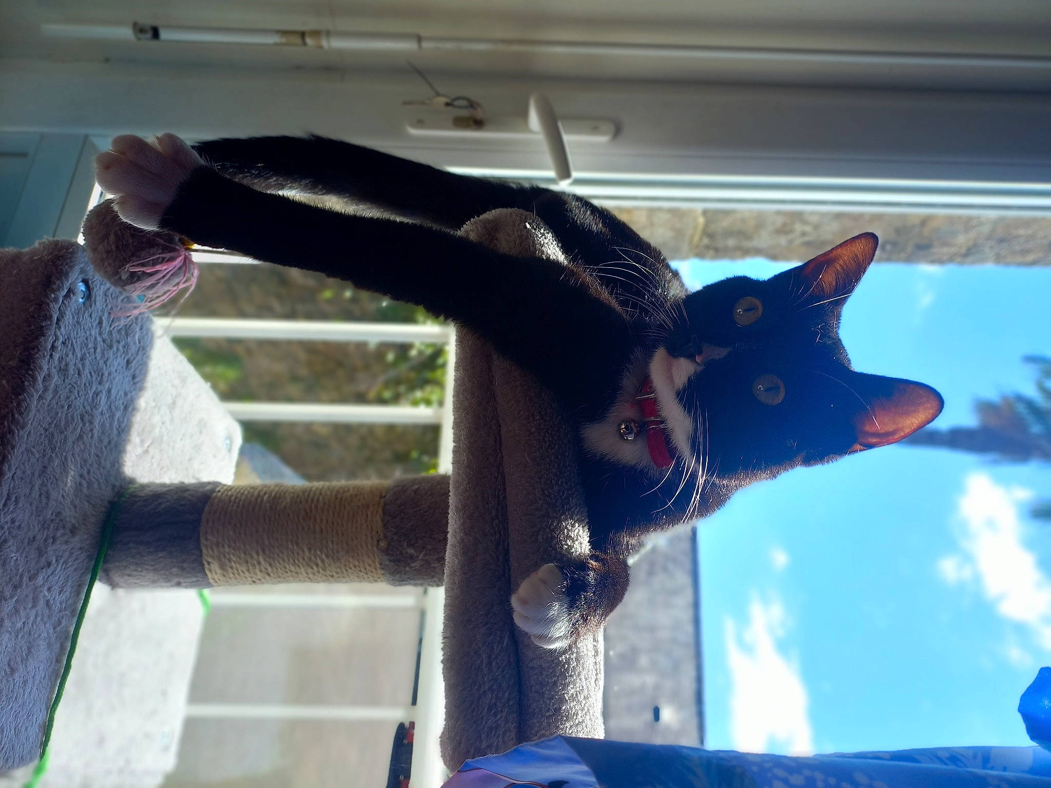 Chaussette participe au concours pour gagner de l'argent avec cette photo : blue, carmine, carnivore, cat, cloud, elbow, electric_blue, fashion_accessory, felidae, fun, fur, gesture, hand, jaw, personal_protective_equipment, sky, small_to_medium_sized_cats, snout, tail, tree