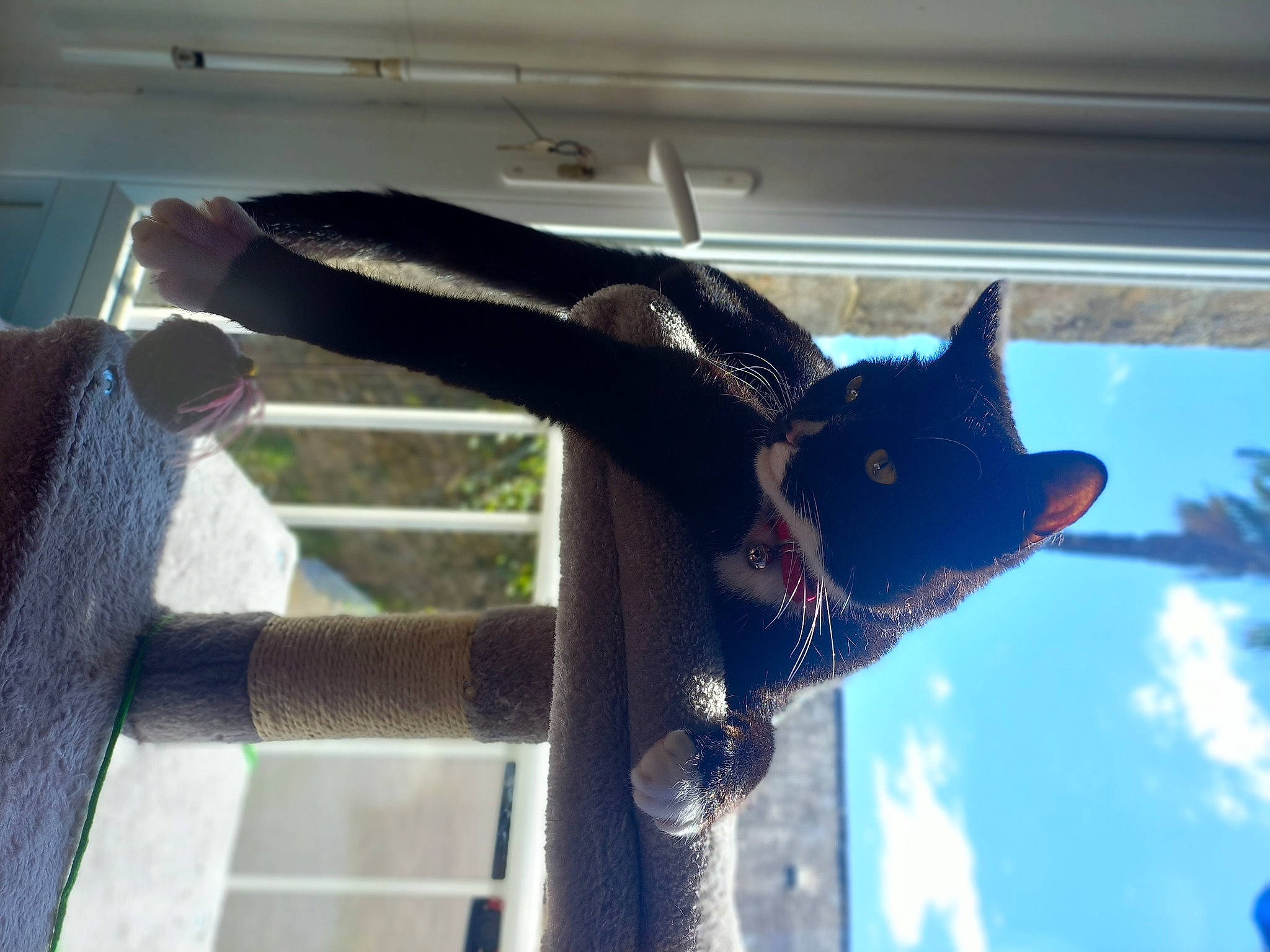 Chaussette a rejoint le concours — aidez-le/la à gagner de superbes lots ! carnivore, cat, cloud, comfort, elbow, electric_blue, felidae, fur, shadow, sky, small_to_medium_sized_cats, snout, tail, tints_and_shades, tree, whiskers, window