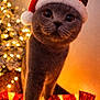 cat, christmas, christmas_tree, close_up, cozy, curious, cute, decorations, feline, festive, gift_box, gray_cat, holiday, holiday_season, indoor, lights, pet, red_bow, santa_hat, whiskers