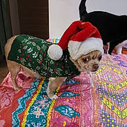 Chantal Dotigny a rejoint le concours — aidez-le/la à gagner de superbes lots ! dog, santa_hat, christmas_sweater, bed, blanket, colorful, cat, indoor, pet, animal, furniture, pattern, holiday, festive, small_dog, canine, black_cat, tail, looking_sideways, cute