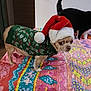 animal, bed, black_cat, blanket, canine, cat, christmas_sweater, colorful, cute, dog, festive, furniture, holiday, indoor, looking_sideways, pattern, pet, santa_hat, small_dog, tail
