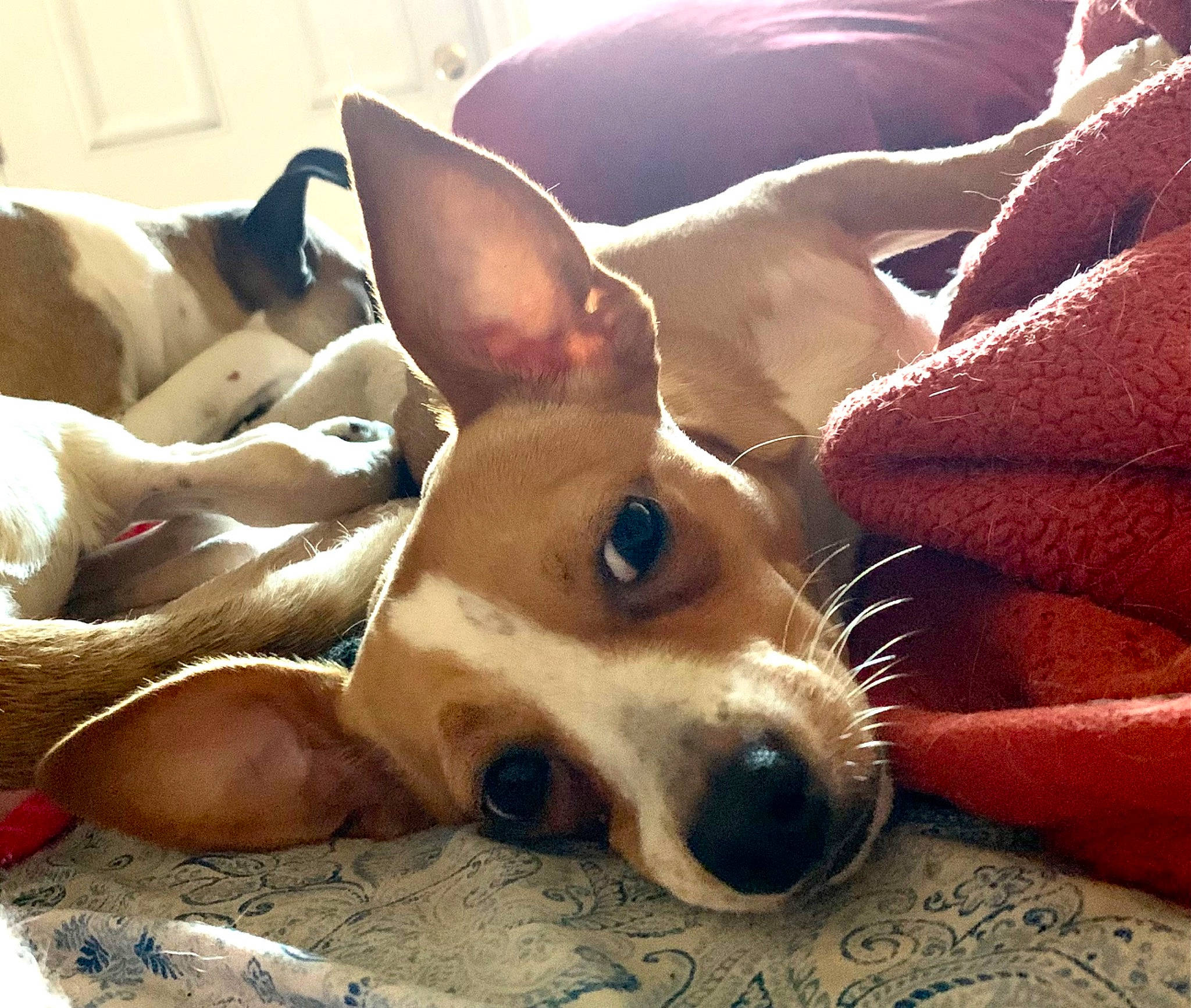 Lucy joined the competition — help win amazing prizes! ancient_dog_breeds, canidae, carnivore, comfort, companion_dog, dog, dog_breed, dog_sports, ear, fawn, fur, non_sporting_group, paw, snout, sporting_group, terrestrial_animal, toy_dog, whiskers, working_animal