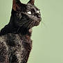 black_cat, cat, pet, animal, feline, fur, whiskers, ears, profile, portrait, green_background, indoor, looking_up, close_up, cute, domestic_cat, sitting, calm, shiny_fur, side_view