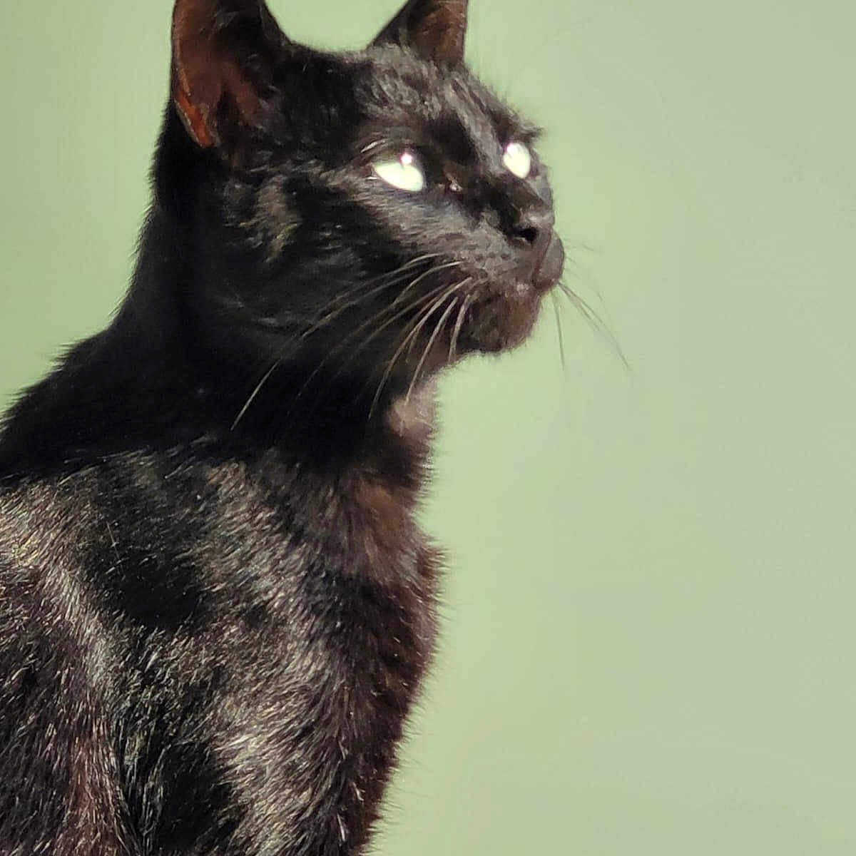 Figaro a rejoint le concours — aidez-le/la à gagner de superbes lots ! animal, black_cat, calm, cat, close_up, cute, domestic_cat, ears, feline, fur, green_background, indoor, looking_up, pet, portrait, profile, shiny_fur, side_view, sitting, whiskers