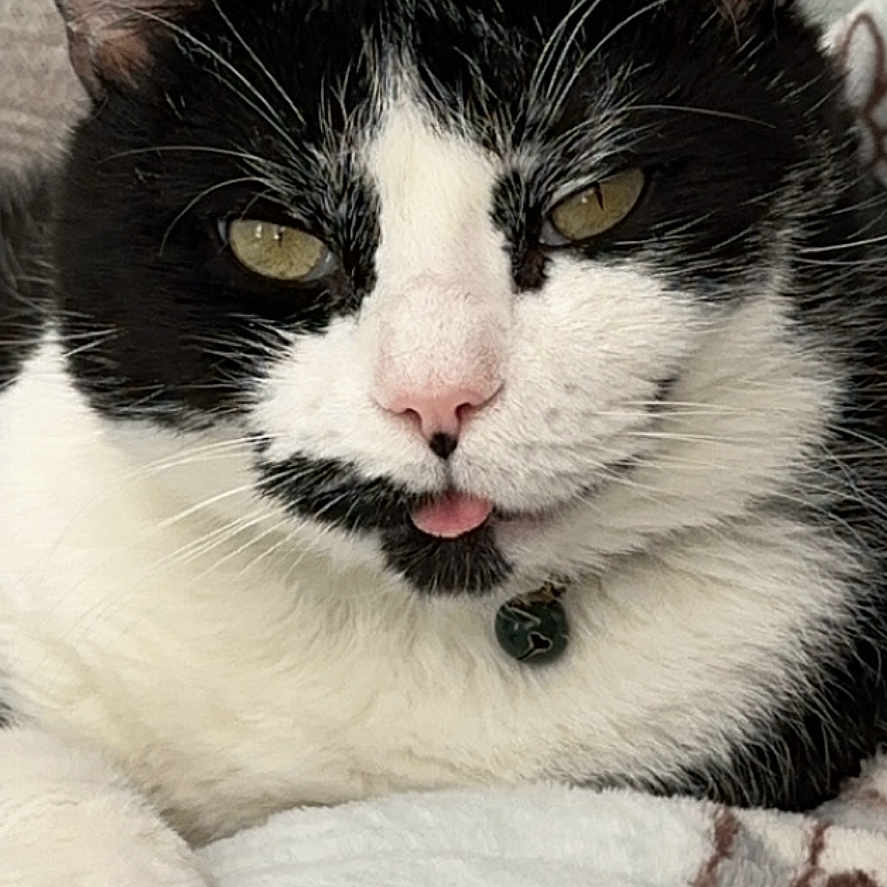 Milo joined the competition — help win amazing prizes! animal, black_and_white, blanket, cat, close_up, collar, cute, domestic_cat, face, feline, fur, indoor, paw, pet, relaxed, resting, sleepy, soft_texture, tongue_out, whiskers