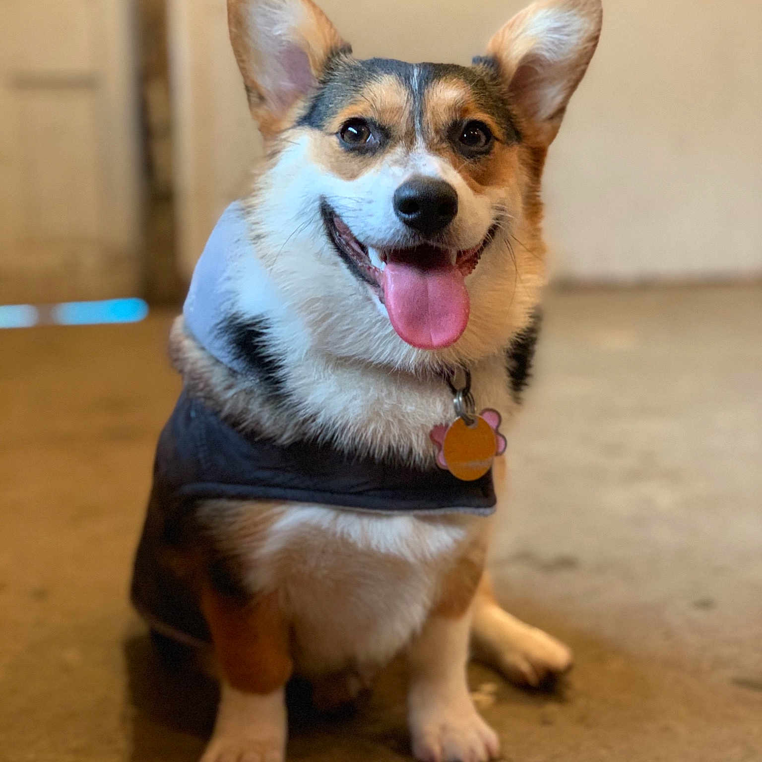 Olive is registered to the contest to win money with this photo: ancient_dog_breeds, canidae, cardigan_welsh_corgi, carnivore, companion_dog, corgi_chihuahua, dog, dog_breed, fawn, herding_dog, mammal, pembroke_welsh_corgi, puppy, rare_breed_dog, snout, sporting_group, swedish_vallhund, vertebrate, welsh_corgi, whiskers