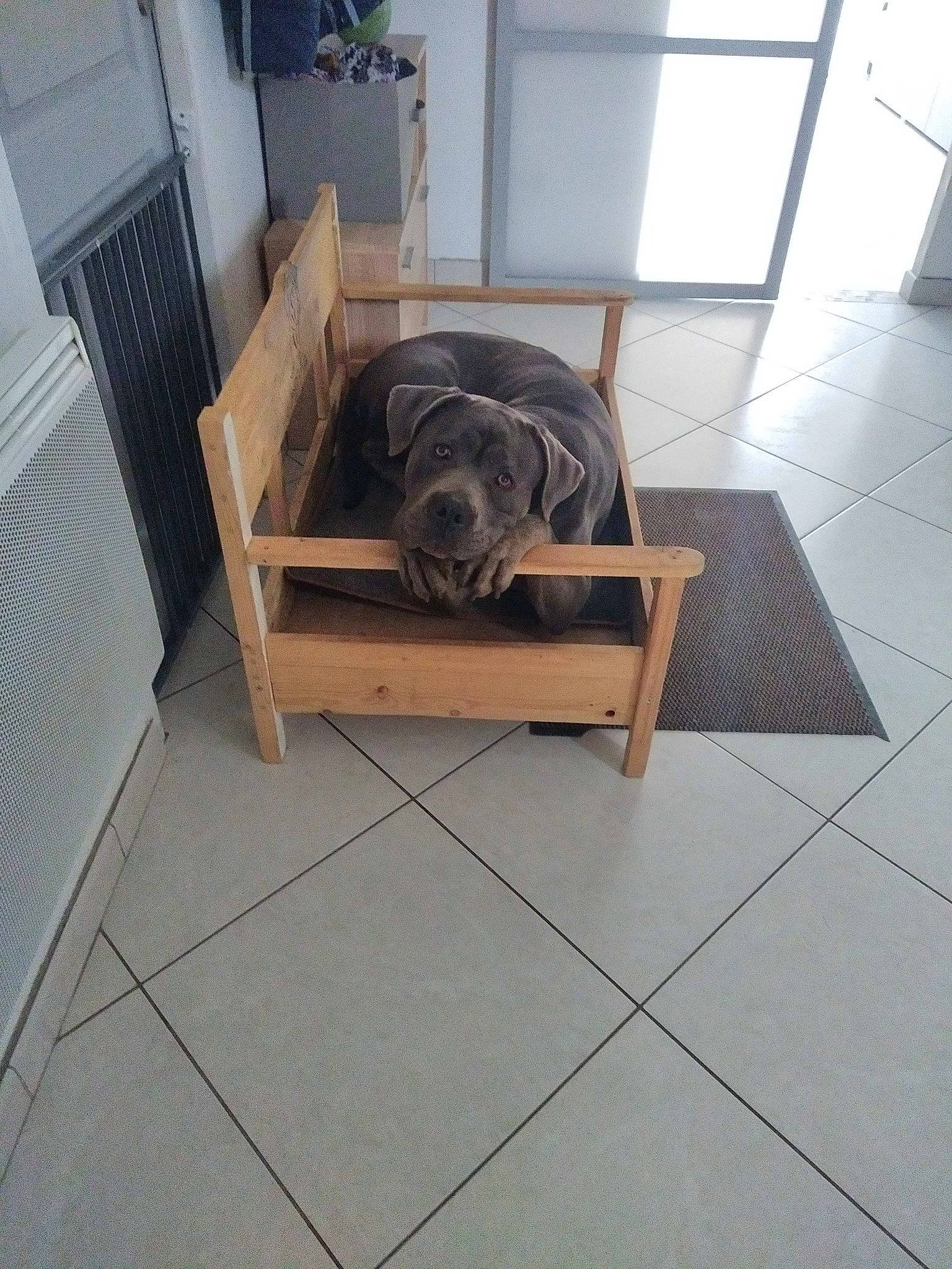 Lorka a rejoint le concours — aidez-le/la à gagner de superbes lots ! canidae, carnivore, companion_dog, dog, dog_breed, fawn, floor, flooring, hardwood, home_door, laminate_flooring, pet_supply, porch, snout, sporting_group, toy_dog, vertebrate, wood, wood_flooring, working_animal