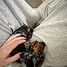 Belly participe au concours pour gagner de l'argent avec cette photo : puppy, dog, sleeping, lap, hand, blue_nails, gray_sweatpants, cozy, indoor, couch, carpet, table, relaxing, resting, cute, pet, animal, small_dog, person, comfort