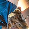 puppy, dog, sleeping, resting, blue_shirt, arm, bracelet, blanket, soft_texture, sunlight, close_up, indoor, pet, cute, cozy, relaxation, animal, fur, comfort, nap