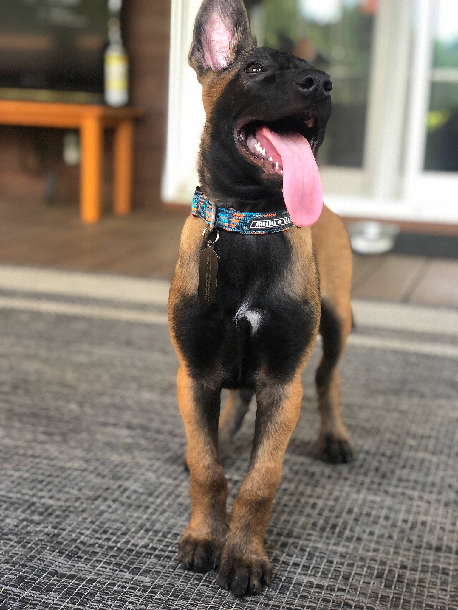 Dodge is registered to the contest to win money with this photo: canidae, carnivore, collar, companion_dog, dog, dog_breed, dog_collar, dog_supply, ear, electric_blue, fawn, fur, guard_dog, leash, pet_supply, snout, sporting_group, street_fashion, window, working_animal