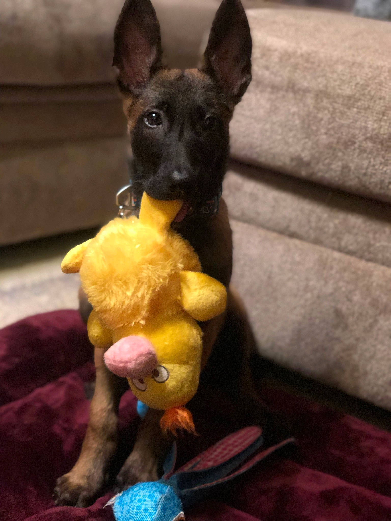 Dodge is registered to the contest to win money with this photo: canidae, carnivore, companion_dog, dog, dog_breed, fawn, fur, guard_dog, paw, pinscher, prazsky_krysarik, puppy, russkiy_toy, sporting_group, tail, terrestrial_animal, toy, toy_dog, whiskers, working_animal