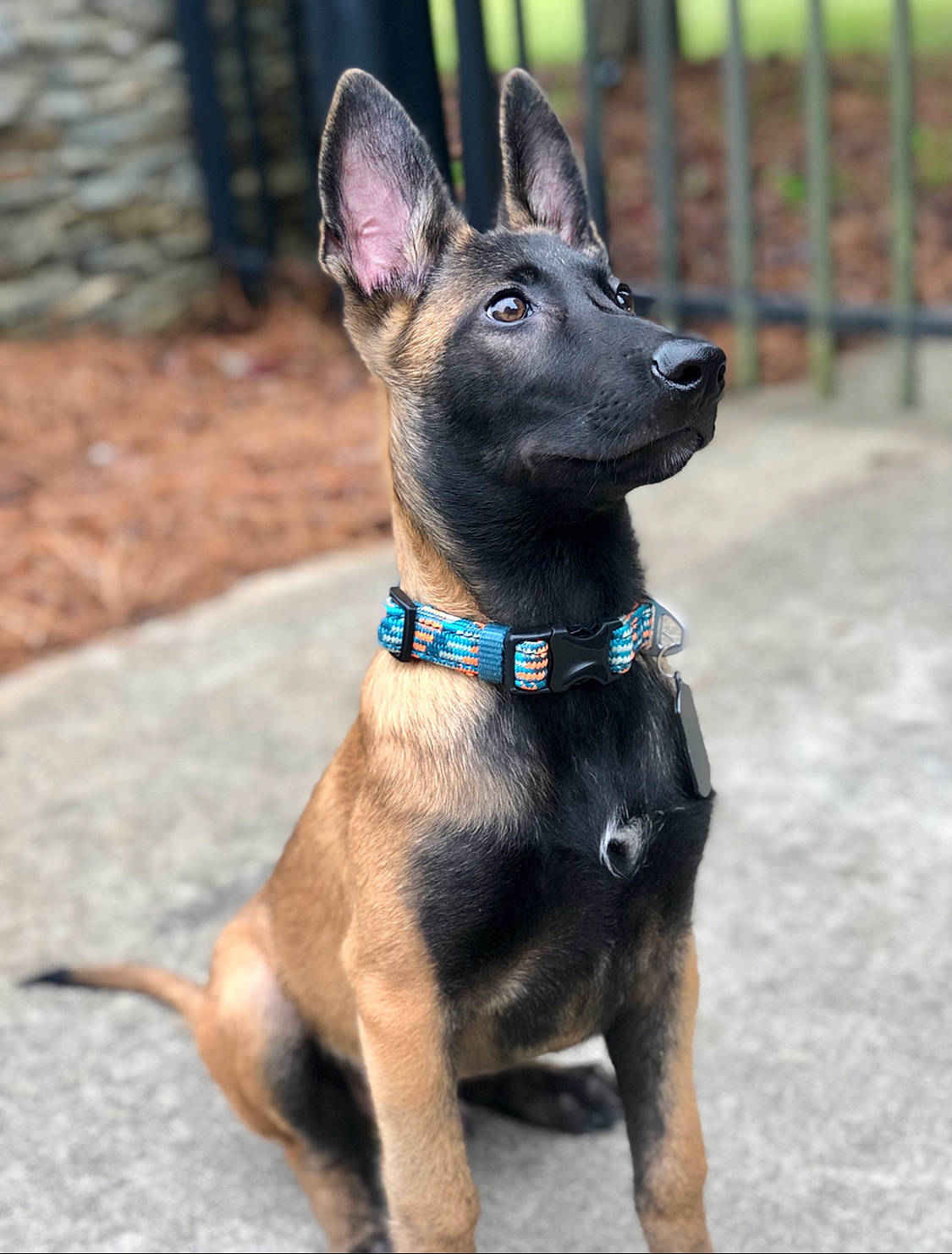 Dodge is registered to the contest to win money with this photo: canidae, carnivore, collar, companion_dog, dog, dog_breed, dog_collar, dog_supply, ear, fawn, fence, guard_dog, liver, non_sporting_group, snout, sporting_group, toy_dog, whiskers, working_animal, working_dog