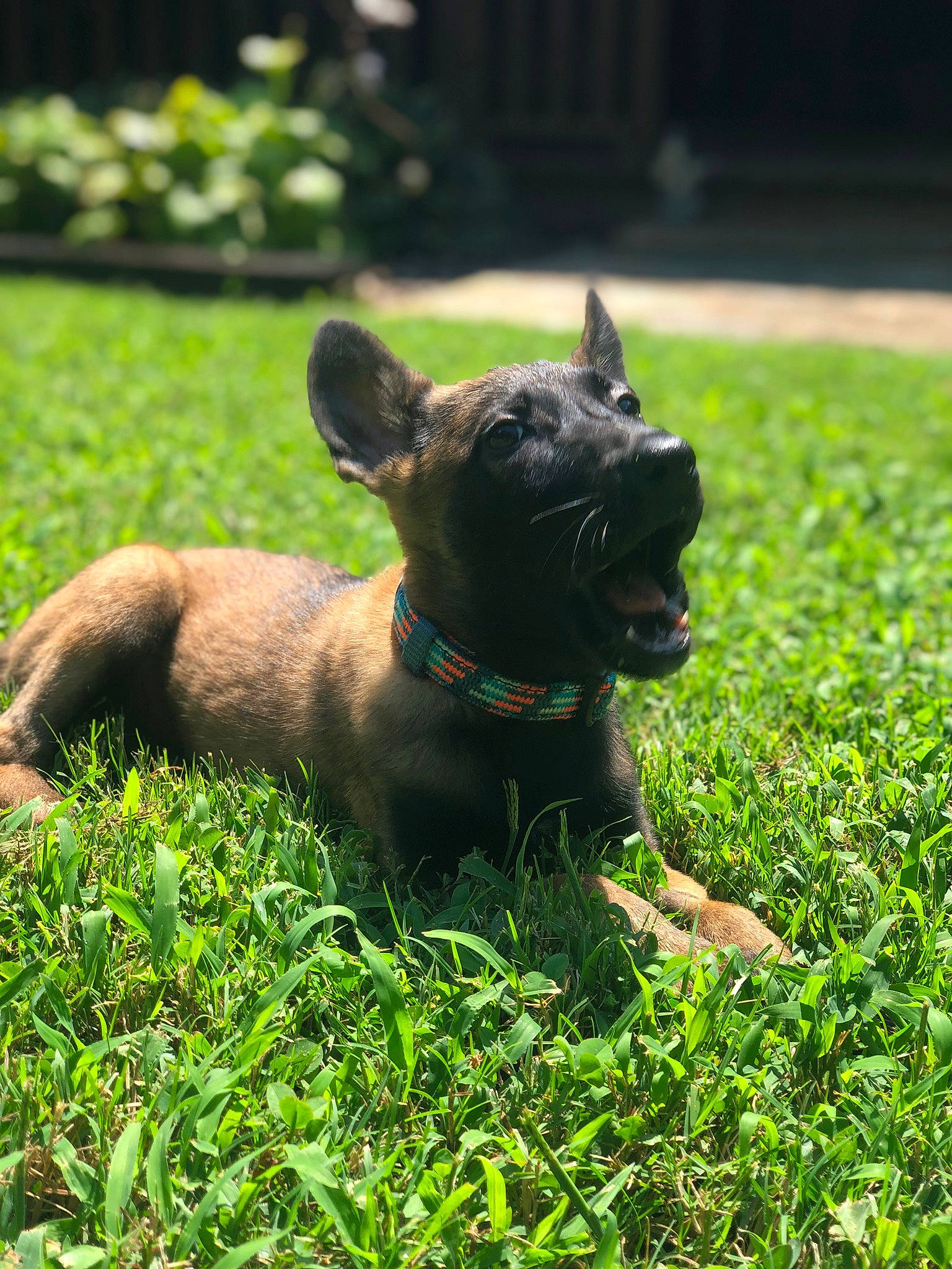 Dodge is registered to the contest to win money with this photo: canidae, carnivore, collar, companion_dog, dog, dog_breed, dog_collar, fawn, grass, grassland, groundcover, liver, plant, snout, sporting_group, tail, terrier, toy_dog, whiskers, working_animal