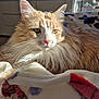 cat, orange_cat, fluffy, long_hair, pet, indoor, sunlight, blanket, cozy, relaxed, feline, whiskers, ears, nose, eyes, domestic_animal, mammal, sleepy, comfort, resting