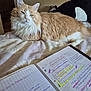 Lilo participe au concours pour gagner de l'argent avec cette photo : cat, fluffy, bed, notebook, handwriting, penmanship, study, writing, paper, highlighting, cream_colored, relaxed, indoors, feline, pet, cozy, resting, text, stationery, home