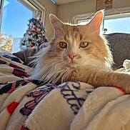 Lilo participe au concours pour gagner de l'argent avec cette photo : blanket, cat, christmas_tree, closeup, cozy, decorations, feline, fluffy, holiday, home, indoor, orange, pet, portrait, relaxed, soft, sunlight, warm, white, window