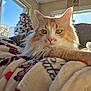 blanket, cat, christmas_tree, closeup, cozy, decorations, feline, fluffy, holiday, home, indoor, orange, pet, portrait, relaxed, soft, sunlight, warm, white, window