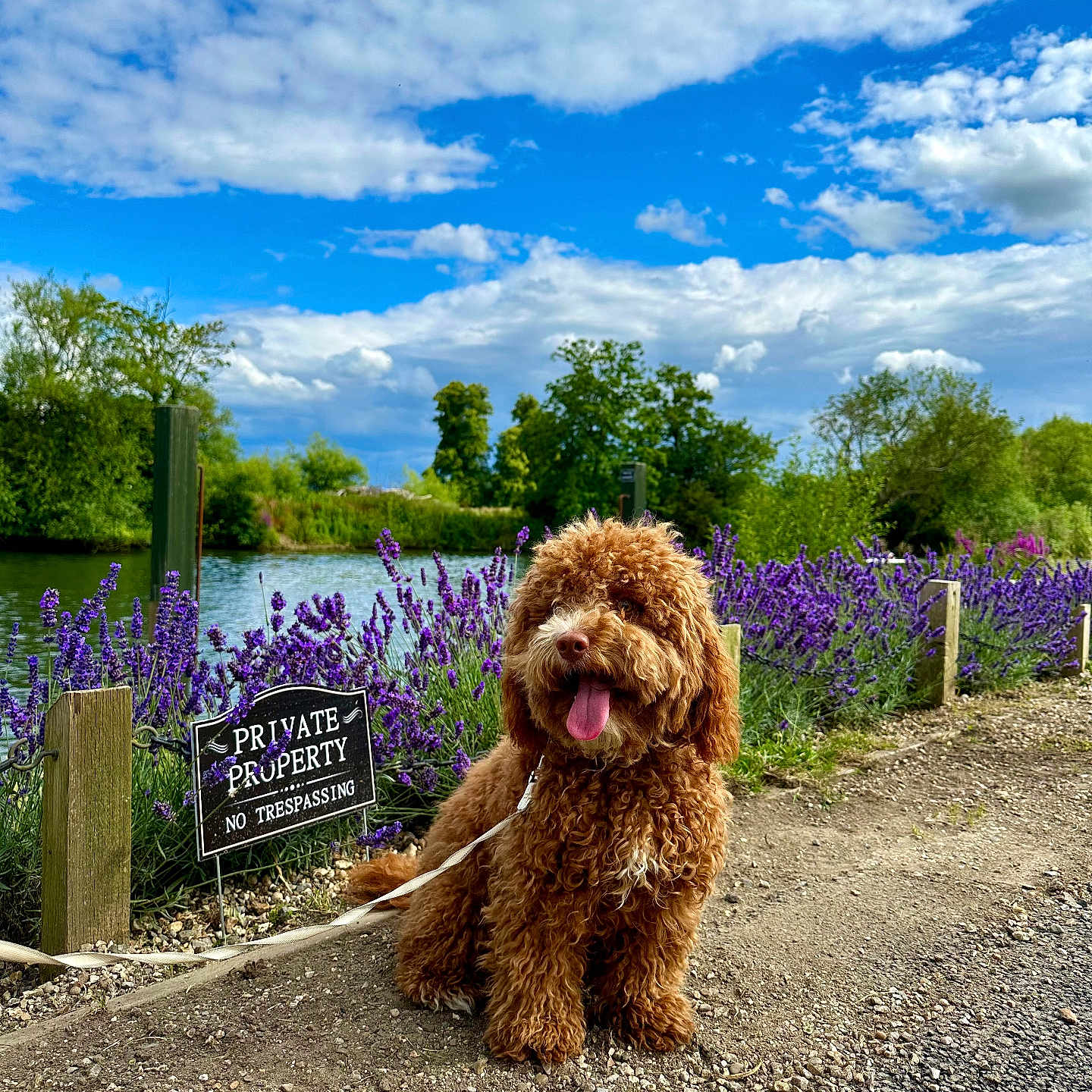 Penny joined the competition — help win amazing prizes! animal, canine, dog, flower, grass, grove, herbal, herbs, land, nature, outdoors, path, pet, petal, plant, purple, summer, tree, vegetation, woodland