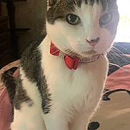Loki joined the competition — help win amazing prizes! animal, bedroom, blanket, bow_tie, calm, cat, collar, curious, cute, domestic_cat, ears, feline, indoor, paws, pet, portrait, sitting, tabby_fur, whiskers, white_fur