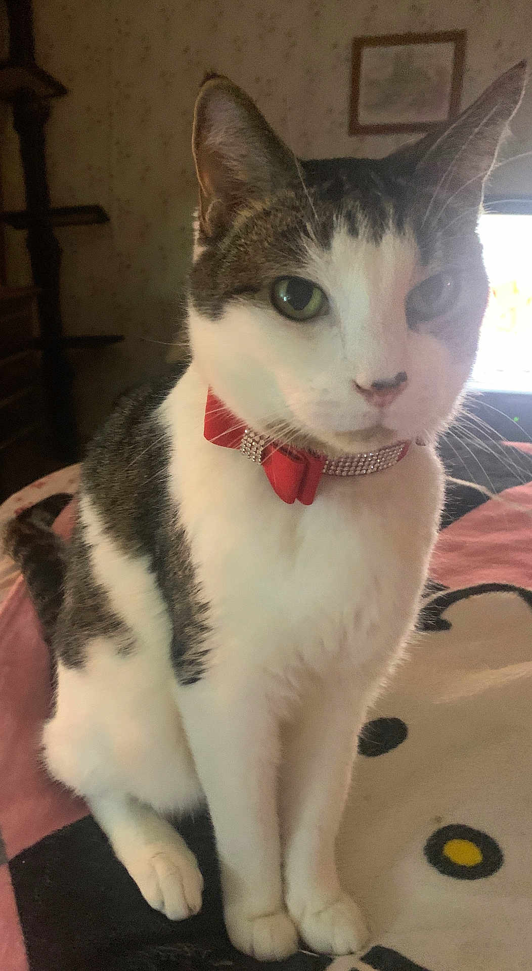 Loki