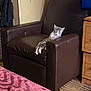 armchair, blanket, brown_furniture, carpet, cat, cozy, cushion, feline, furniture, home, indoor, living_room, pet, relaxed, resting, sleepy, striped_cat, television, wall, wooden_drawer