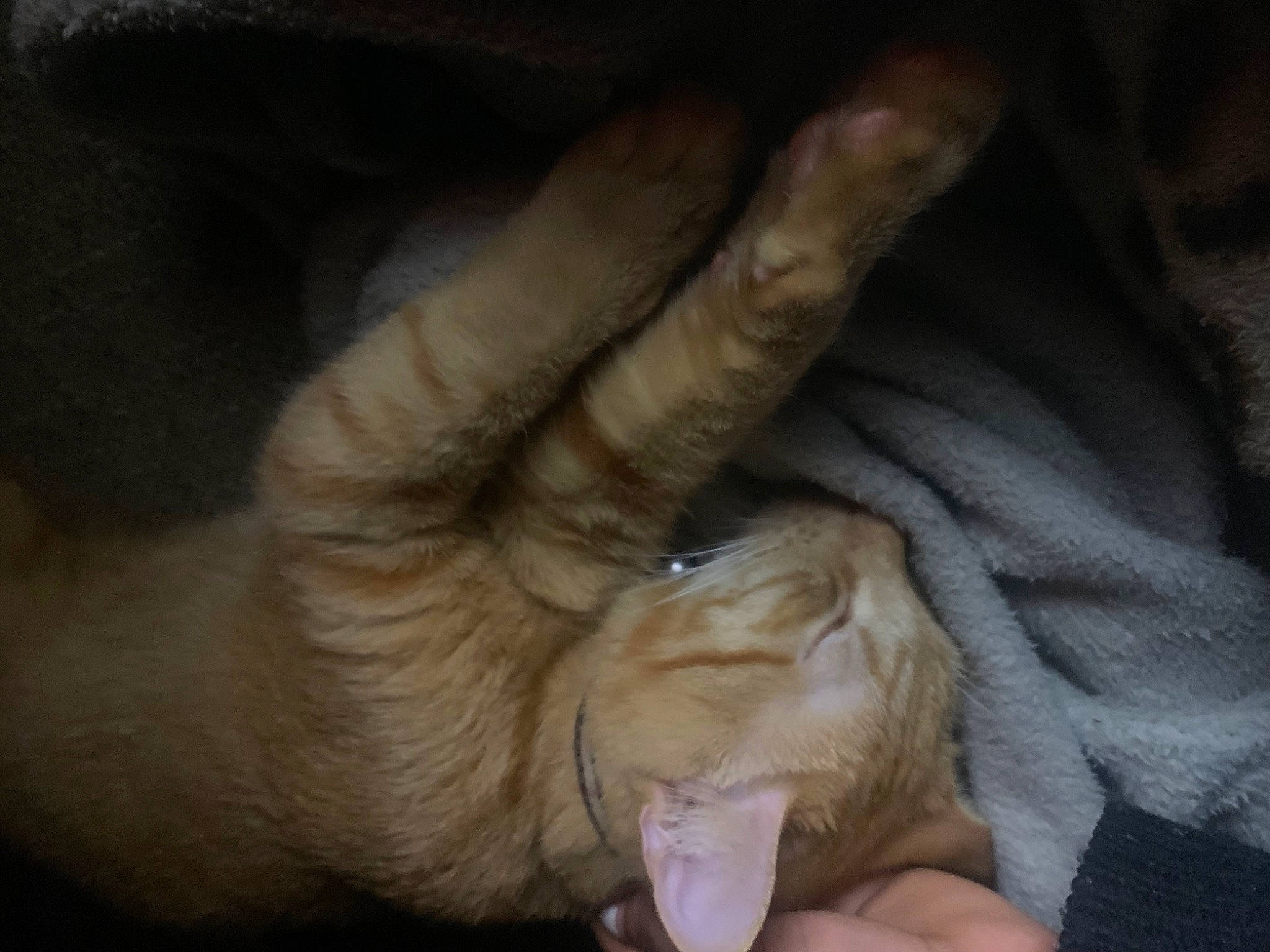 Dior joined the competition — help win amazing prizes! canidae, carnivore, cat, claw, dog_breed, ear, fawn, felidae, finger, foot, gesture, nail, paw, small_to_medium_sized_cats, snout, sporting_group, tail, thumb, whiskers, wrinkle