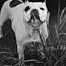 dog, bulldog, black_and_white, grass, outdoor, pet, animal, nature, standing, portrait, canine, fur, close_up, alert, plants, monochrome, vintage_style, serious, wildlife, muzzle