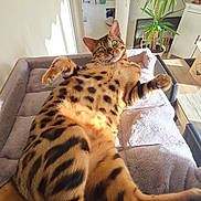 Vega participe au concours pour gagner de l'argent avec cette photo : cat, bengal_cat, spotted_fur, lying_down, pet_bed, indoor, sunlight, plant, home_decor, relaxed, feline, cozy, living_room, soft_texture, window_light, domestic_animal, animal, comfortable, resting, cute