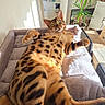 cat, bengal_cat, spotted_fur, lying_down, pet_bed, indoor, sunlight, plant, home_decor, relaxed, feline, cozy, living_room, soft_texture, window_light, domestic_animal, animal, comfortable, resting, cute