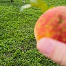 Sizzle joined the competition — help win amazing prizes! animal, backyard, cat, fence, fruit, garden, grass, green, hand, house, leaf, nature, outdoor, peach, pet, plant, shed, summer, tree, yard