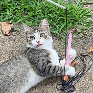 Sizzle is registered to the contest to win money with this photo: animal, cat, closeup, curious, daylight, ears, feather, fur, grass, greenery, ground, leaf, nature, outdoor, pavement, pet, playful, string, toy, whiskers