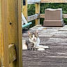 Sizzle is registered to the contest to win money with this photo: animal, background, calm, cat, closeup, curious, daylight, feline, greenery, nature, outdoor, pet, plastic_container, quiet, railing, relaxed, resting, texture, wooden_deck, wooden_post