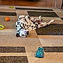 animal, ball, basketball, basketballball, bulldog, canine, cat, cushion, dalmatian, dog, homedecor, hound, person, pet, pointer, puppy, rug, sleeping, sport, whitedog