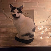 Ryder joined the competition — help win amazing prizes! background, black_and_white, brick_wall, cat, cozy, curious, decor, domestic_animal, face, fairy_lights, feline, fur, indoor, note, pet, sitting, tail, warm_lighting, whiskers, wooden_surface